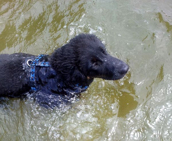Duke lernt Schwimmen, ein toller Hecht